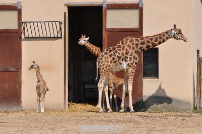 Girafe - 2011