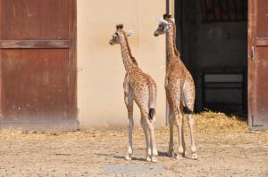 Girafe