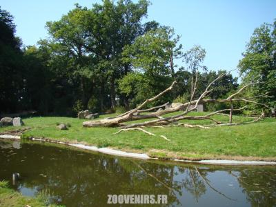 Colobe guéréza - 2011