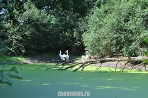 Pélican