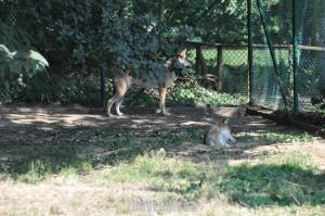 Loup d'Europe