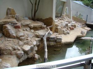 Loutre naine