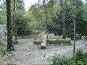 Loup