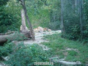 Lion d'Asie
