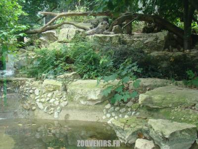 Panthère des neiges