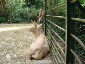 Cerf de Bactriane 