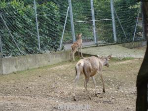 Cerf de Bactriane
