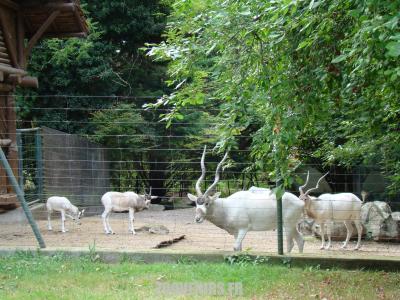 Addax