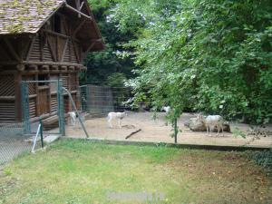 Addax