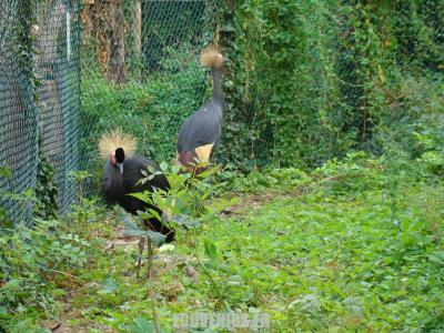 Grue couronnée noire