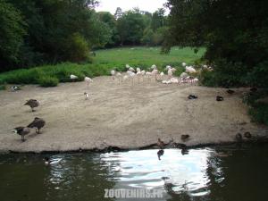Flamant rose
