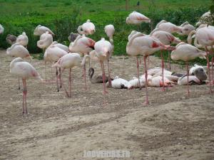 Flamant rose