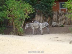 Zèbre de Grévy 