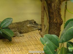 Crocodile nain