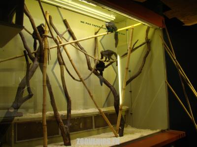 Primates sud-américains