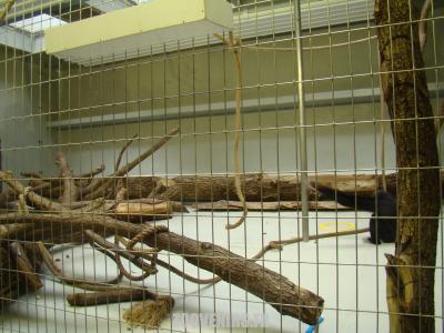 Primates sud-américains