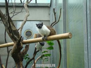 Tamarin bicolore