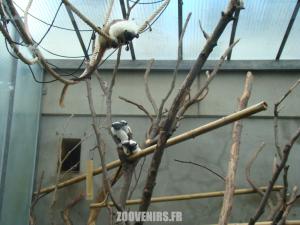 Tamarin bicolore