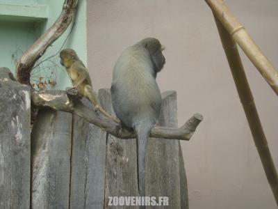 Cercopithèque à tête de hibou