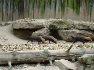 Chien des buissons