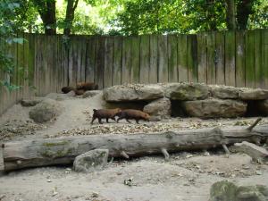 Chiens des buissons