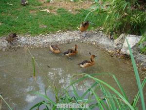 Dendrocygne fauve 