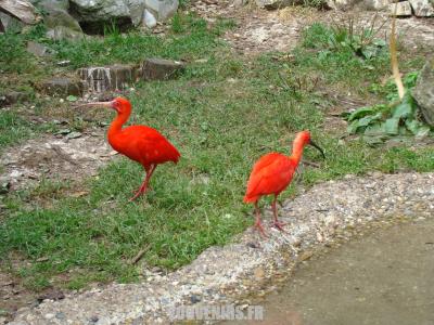 Ibis rouge