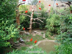 Ibis rouge