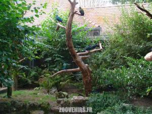 Pigeon nicobar 