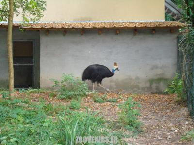 Casoar à casque