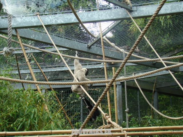 Gibbon à bonnet