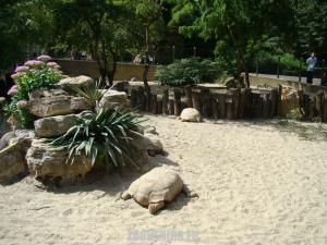 Tortue sillonnée