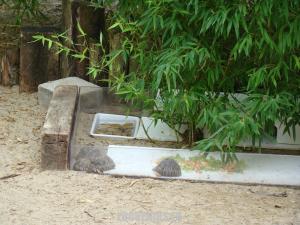 Tortue rayonnée