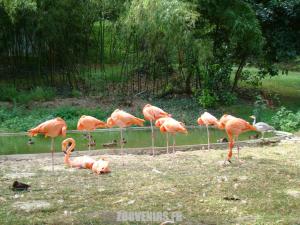 Flamant rouge
