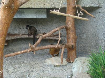 Lémur à collier blanc
