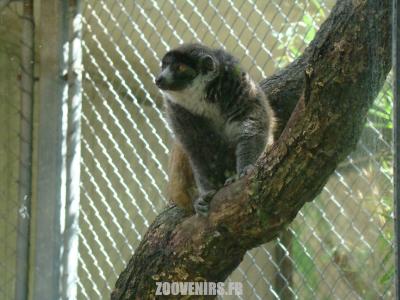 Lémur à collier blanc