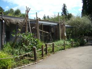 Lémuriens