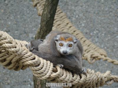 Lémur couronné