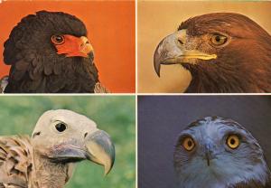 Aigle bateleur. Aigle royal. Vautour Oricou. Circaète Jean-le-blanc.