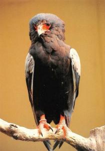 Aigle bateleur