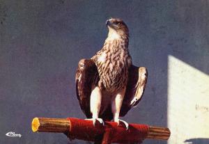 Aigle impérial - 1964