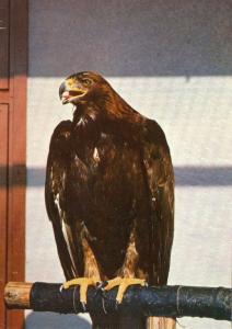 Aigle royal