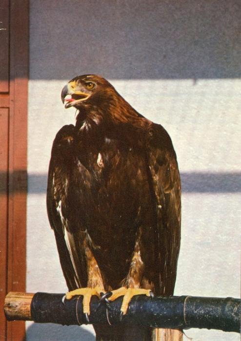 Aigle royal