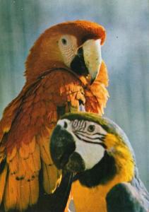 Ara Macao - Ara ararauna