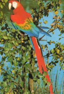 Ara Macao (Amazonie) - 1985