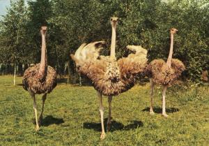 Autruches Massaï (femelles) Afrique