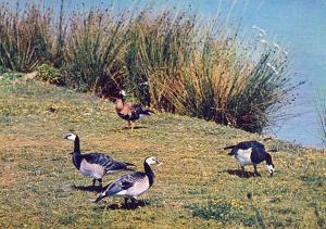 Bernache nonette - 1972