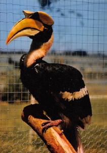 Calao bicorne - 1975