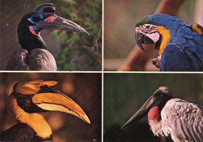 Calao d’Abyssinie - Ara ararauna - Calao bicorne - Jabiru d’Amérique - 1985