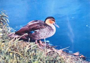 Canard des Philippines